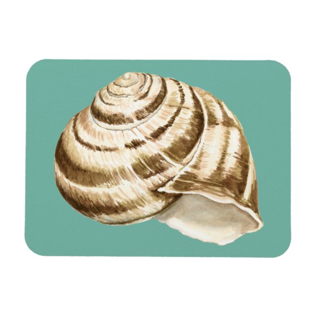 Sepia Stripe-Snäckan på skalet Magnet (Horisontell)