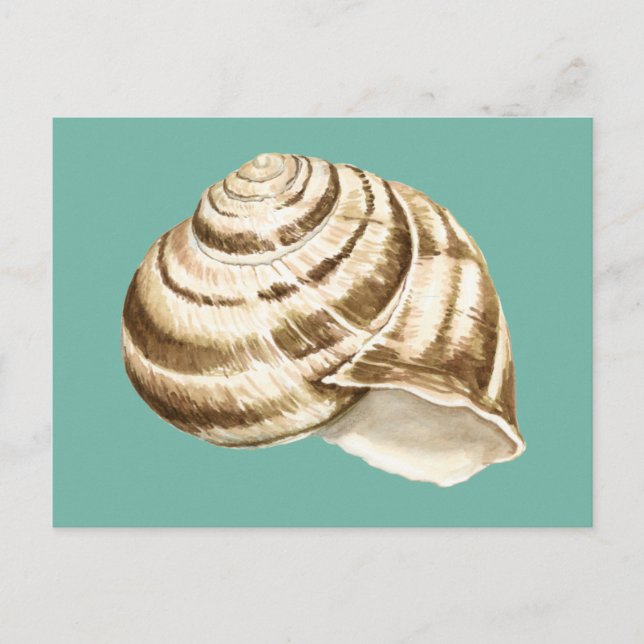Sepia Stripe-Snäckan på skalet Vykort (Framsida)