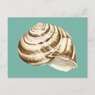 Sepia Stripe-Snäckan på skalet Vykort