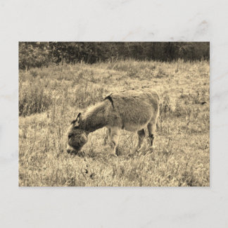 Sepia tonar åsnan i ett fält vykort