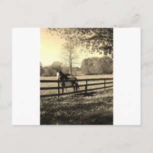 Sepia tonar fotoet av den svartvita hästen vykort