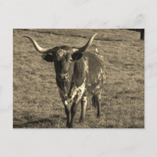 Sepia Tone Brown och White Longhorn Bull Vykort