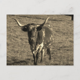 Sepia Tone Brown och White Longhorn Bull Vykort
