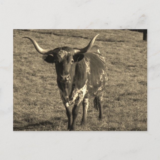 Sepia Tone Brown och White Longhorn Bull Vykort (Framsida)
