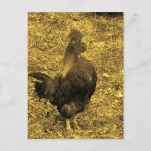 Sepia Tone Crowing Tupp Vykort