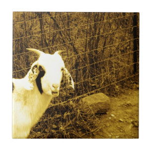 Sepia tone Goat Kakelplatta