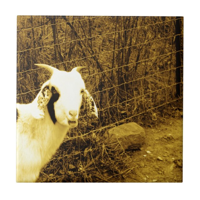 Sepia tone Goat Kakelplatta (Framsidan)