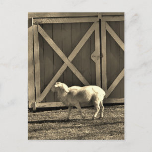 Sepia Tone Goat och Barn Doors Vykort
