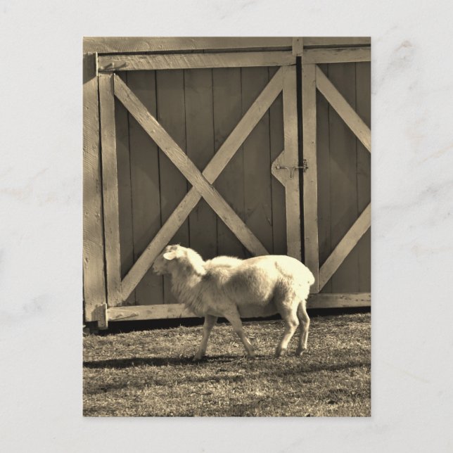 Sepia Tone Goat och Barn Doors Vykort (Framsida)