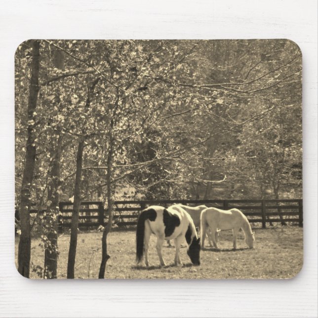 Sepia Tone Photo of Horse Musmatta (Framsidan)