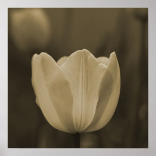 Sepia Tone Single Tulip Flower Imaginative Imagage Poster