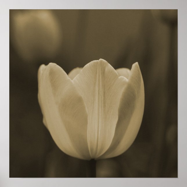 Sepia Tone Single Tulip Flower Imaginative Imagage Poster (Framsidan)