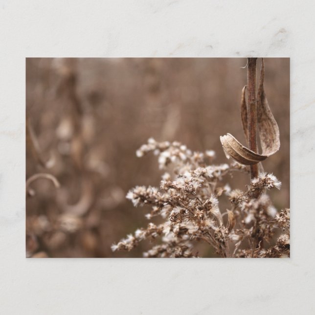 Sepia Tones Vykort (Framsida)