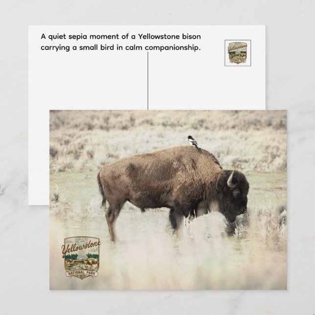 Sepia Yellowstone Bison med Fågel Vykort (Fram/baksida)