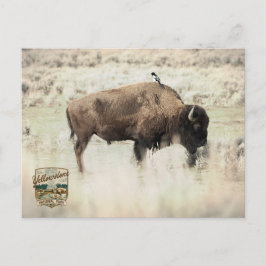Sepia Yellowstone Bison med Fågel Vykort