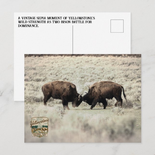 Sepia Yellowstone Bison Strid Vykort (Fram/baksida)