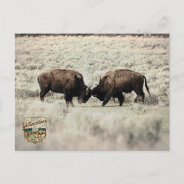 Sepia Yellowstone Bison Strid Vykort