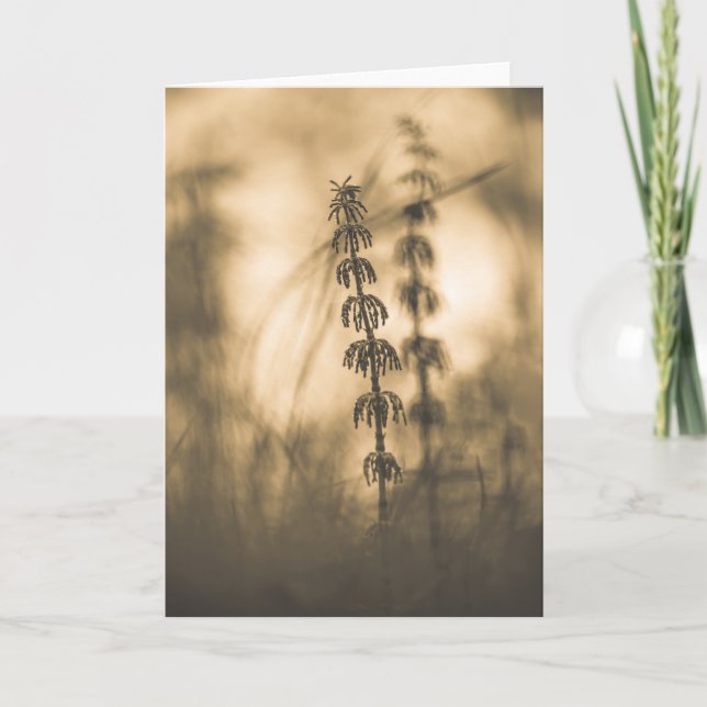 Sepiafotografi av häst kort (Framsida)