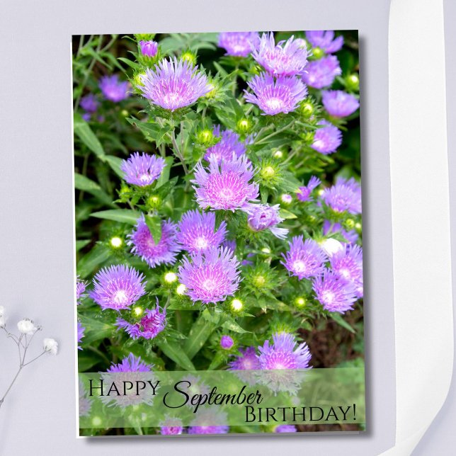 September Födelsedagsblomma Lila Stoker Asters Kort (Skapare uppladdad)