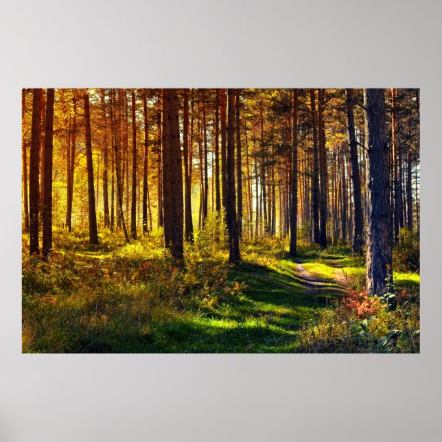 September Forest Poster (Framsidan)