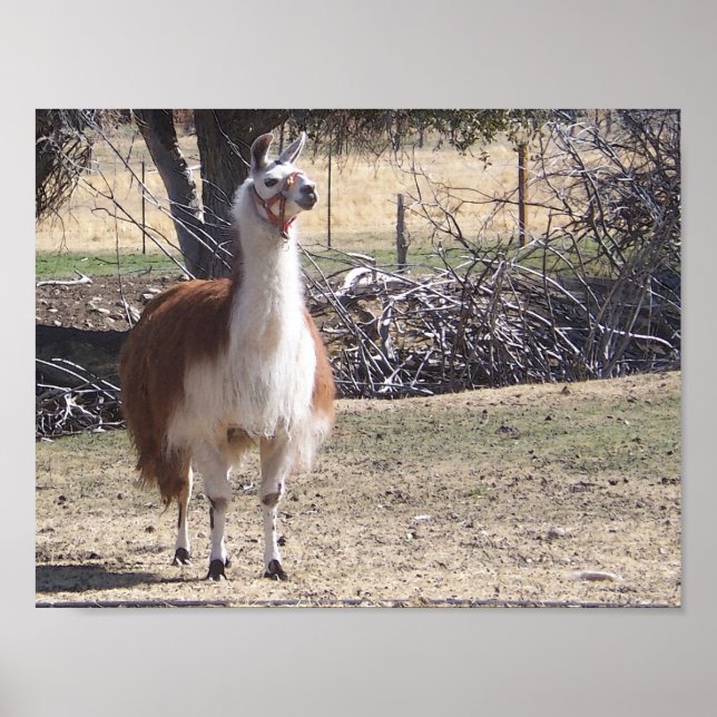 September Lama närbild Poster (Framsidan)