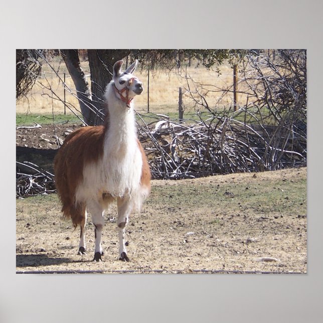 September Llama Closeup Poster (Framsidan)