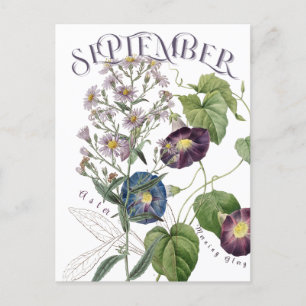 September Månadsblommor Aster Morgon Glory Finare Vykort