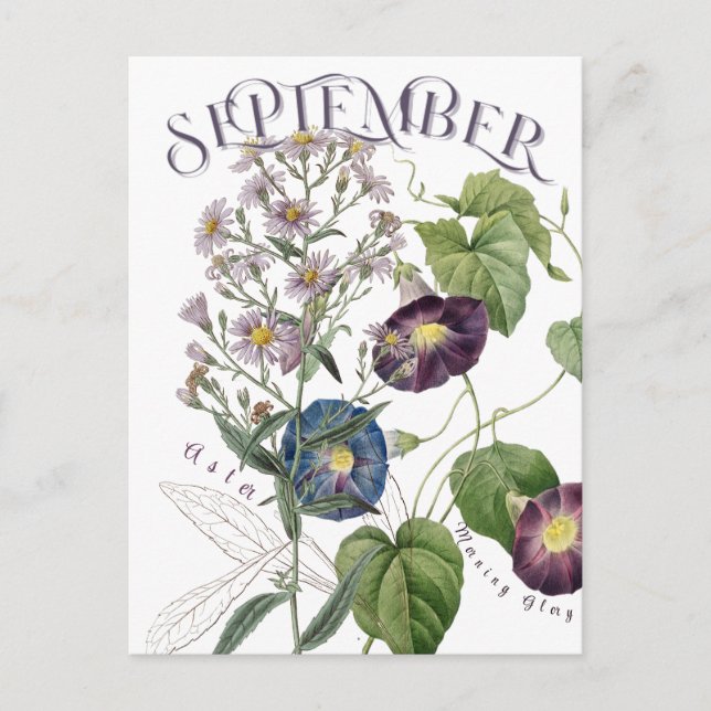 September Månadsblommor Aster Morgon Glory Finare Vykort (Framsida)