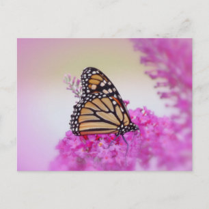 September Monarch Butterfly Vykort