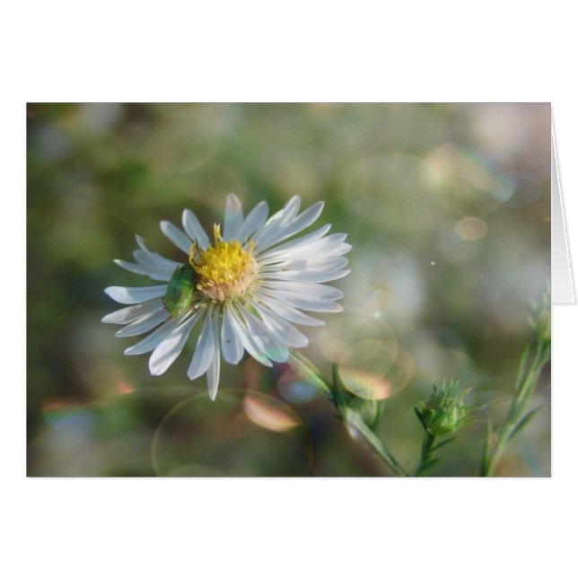 September Ogräs med Bokeh Hälsningskort (Framsidan Horizontal)