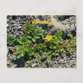 SEPTEMBER POSTCARD VYKORT