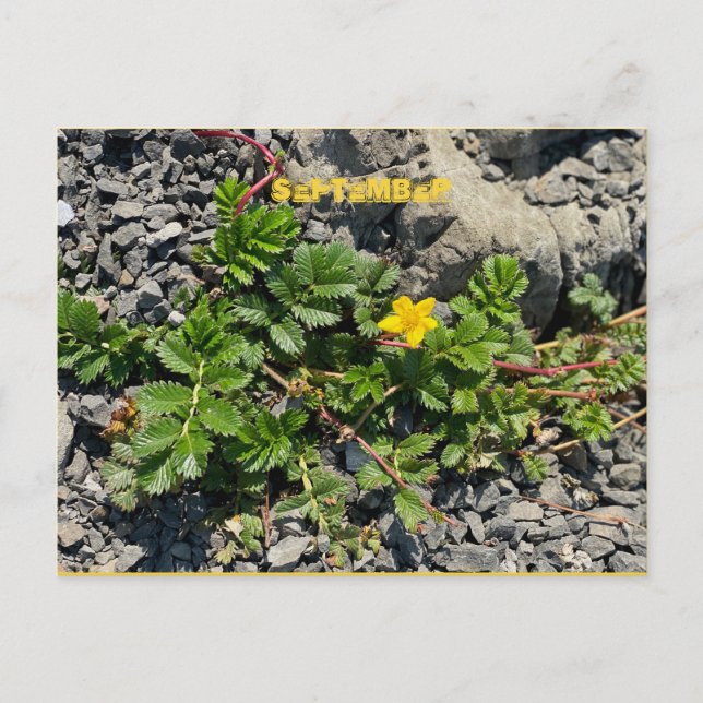 SEPTEMBER POSTCARD VYKORT (Framsida)