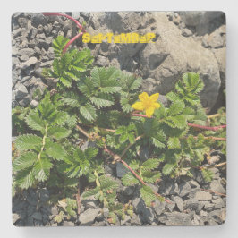 SEPTEMBER STENUNDERLÄGG