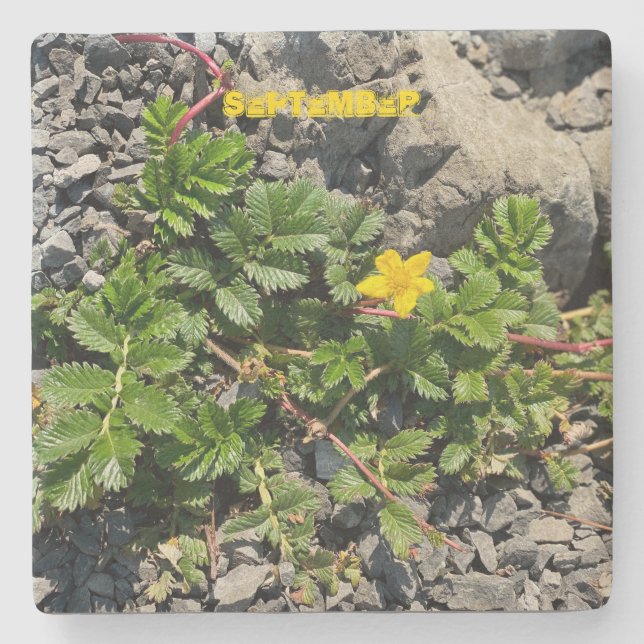 SEPTEMBER STENUNDERLÄGG (Framsidan)