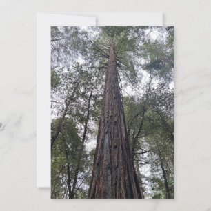 Sequoia Flat Holiday Card Julkort