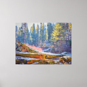Sequoia Forest Canvastryck