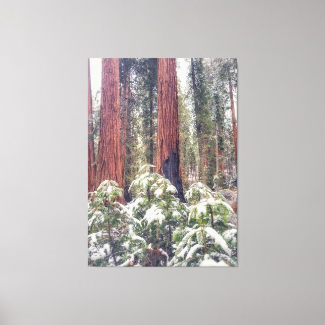 Sequoia Forest in Winter Canvastryck (Framsida)