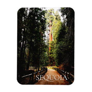 Sequoia Forest, Park Trail, Sequoia nationalpark Magnet