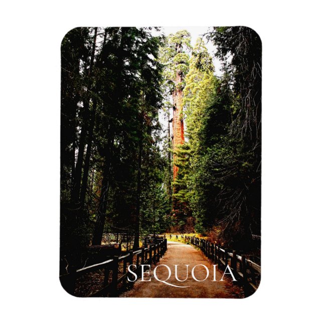 Sequoia Forest, Park Trail, Sequoia nationalpark Magnet (Vertikal)