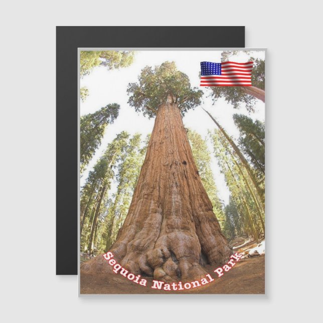 Sequoia - general Sherman Träd - Förenade Stater - (Fram/baksida)