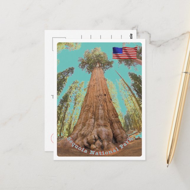 Sequoia - General Sherman-träd - USA - Vykort (Fram/Back In Situ)