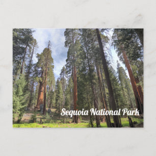 Sequoia Grove, Sequoias nationalpark Vykort