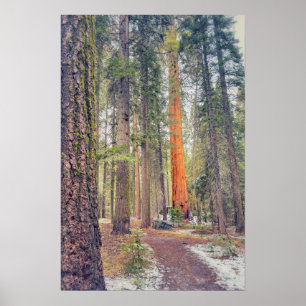 Sequoia i Forest Poster