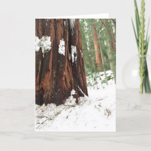 Sequoia i snön kort
