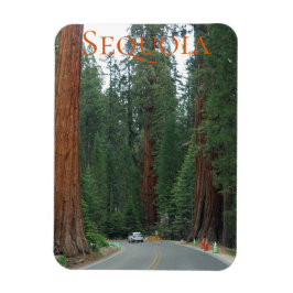Sequoia/Kung Canyon National Park Magnet