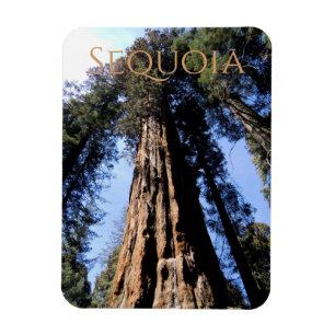 Sequoia/Kung Canyon National Park Magnet