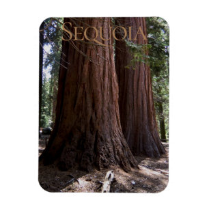 Sequoia Kung Canyon National Park Magnet