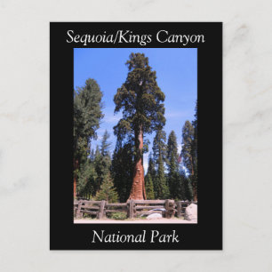 Sequoia Kung Canyon National Park-vykort Vykort
