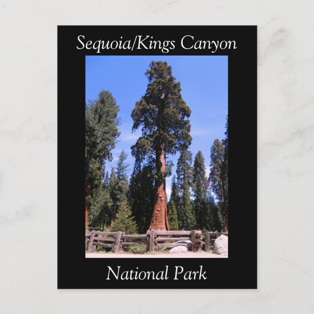Sequoia Kung Canyon National Park-vykort Vykort (Framsida)