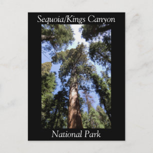 Sequoia Kung Canyon National Park-vykort Vykort